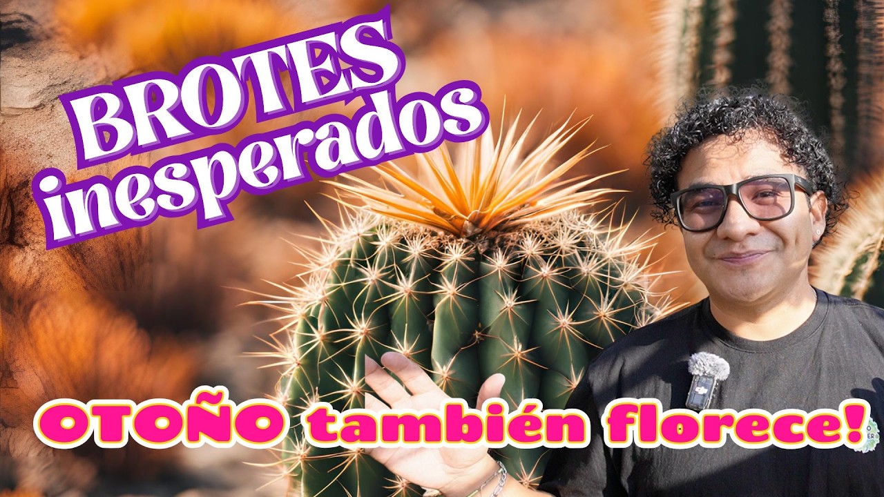 Las Sorprendentes Floraciones Otoñales que Tu Cactus Puede Dar