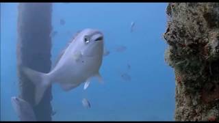 wild fish webcam pier Florida Deerfield 10am Feb 5 2018