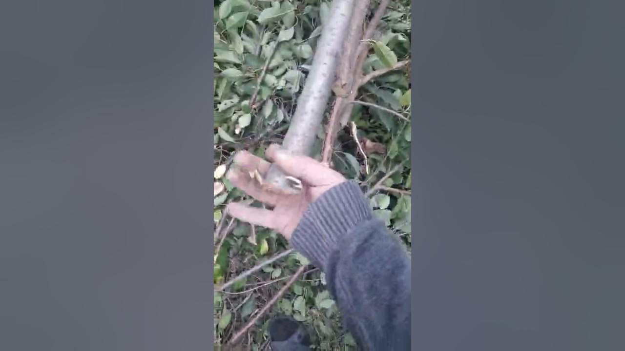 Турборез ЗИЭ-44-2800 сучкорез ЗУБР - YouTube