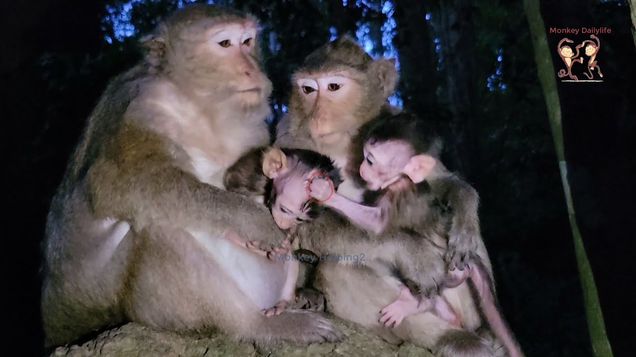 Cuteness overload! Baby monkey arrives at Tayto Park - Limerick Live