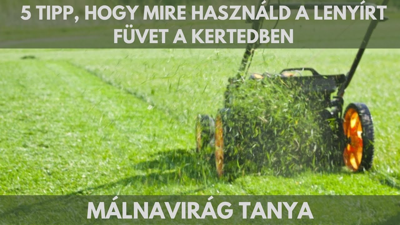 5 tipp, hogy mire használd a lenyírt füvet a kertben