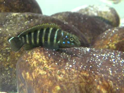 Eretmodus sp. mpimbwe