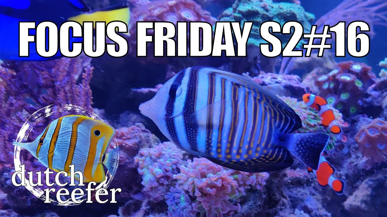 FF S2#16 | Reef Tank Fish Overview - YouTube