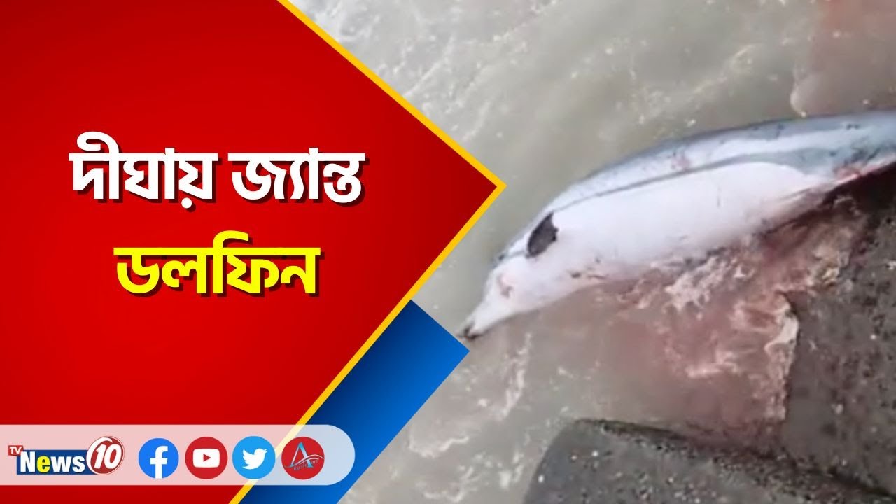দীঘায় জ্যান্ত ডলফিন | Dolphin in Digha  | Live Dolphin