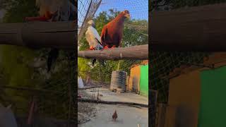 ye hai mere cute birds 🕊️🔥 #pigeon #kabootar #kabutar #trend #viral #short #viral #reels #yt