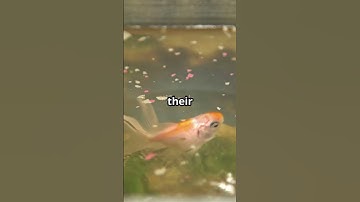 Myth Busted: Goldfish Memory