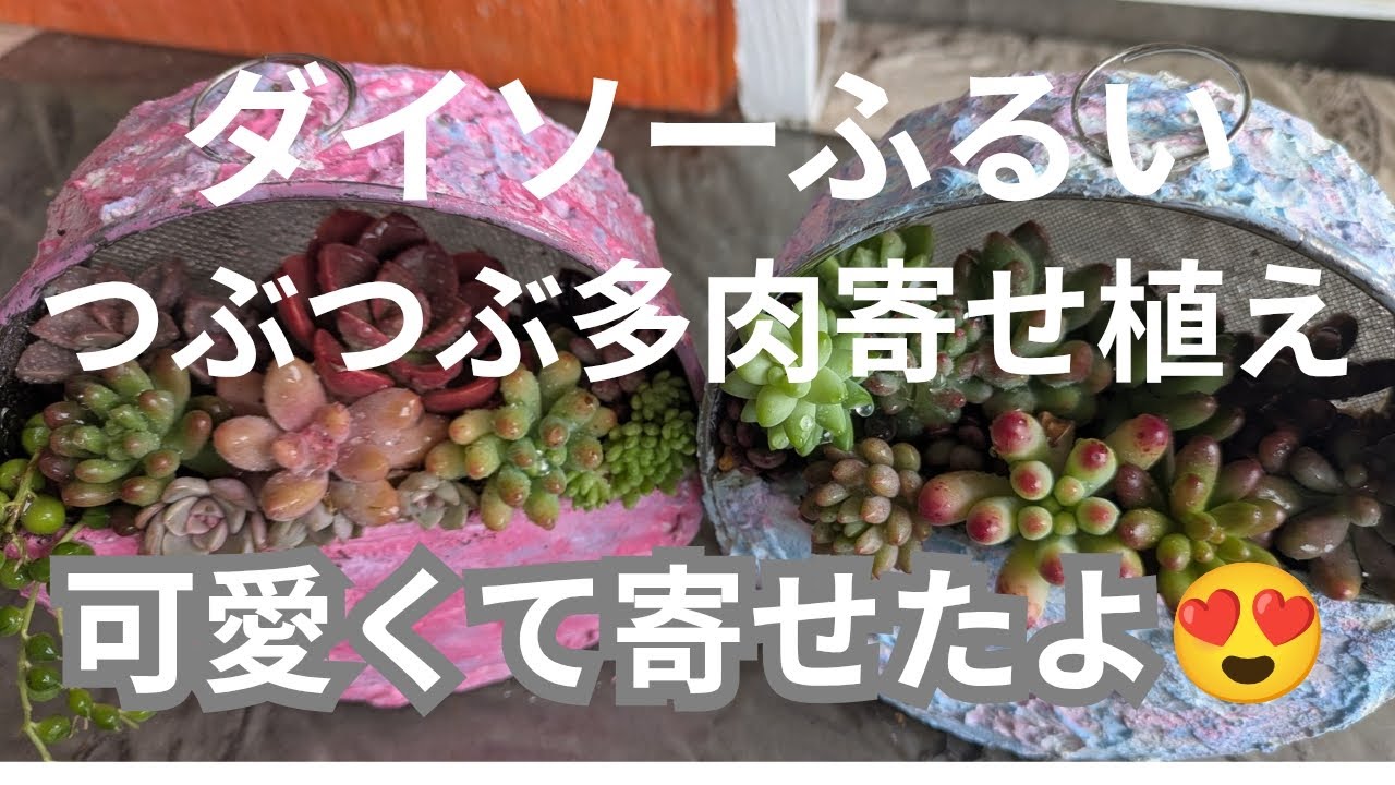 vlog304多肉植物】2026、1ダイソーふるいでモルタル鉢につぶつぶ寄せ