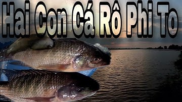 Buổi Chiều Hai Con Cá Rô Phi To Đùng, Mùa Nước Lũ | Câu Cá Giải Trí TV