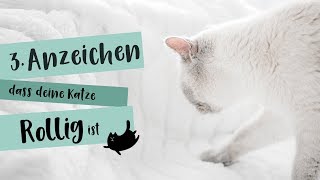 3 Anzeichen für eine rollige Katze