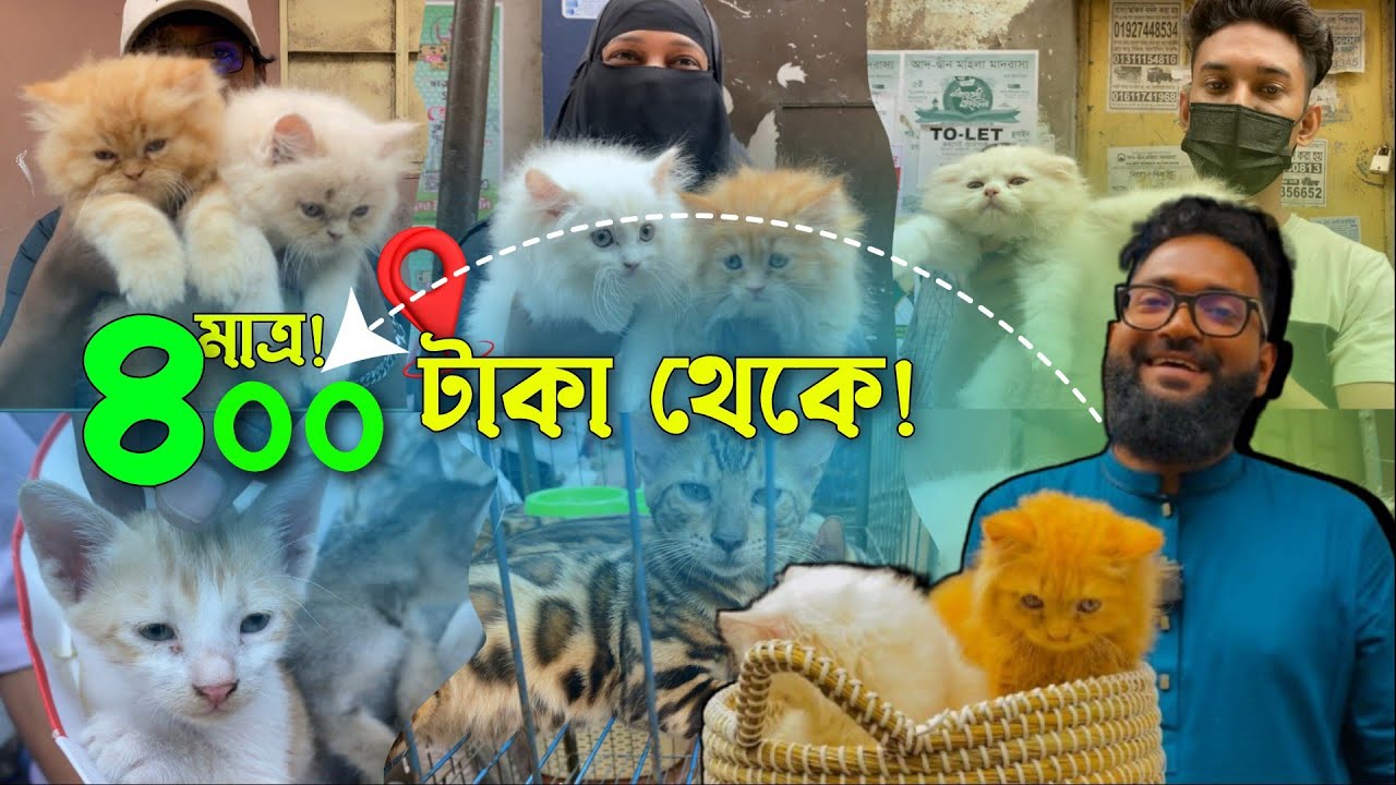 ৪০০ টাকা থেকে বিড়াল | মিরপুর ১ বিড়ালের হাট | @DewanPets | Persian cat price in Bangladesh 