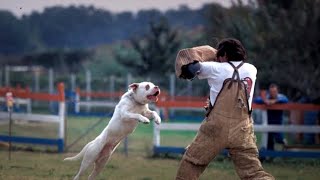 Watch This Video Before Owning American Bulldog.