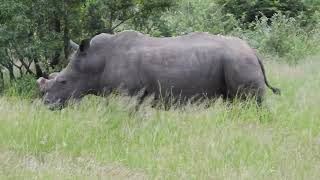 White Rhinoceros (Ceratotherium simum) behind us on the road, Kruger National Park, South Africa