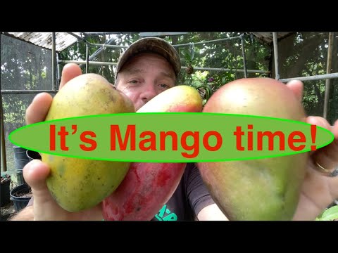 It's Mango Time.