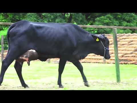 LOTE 47   PAULINA FIV STEVE SANTA LUZIA   1289CL
