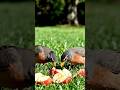 hungry birds #hungrybirds
