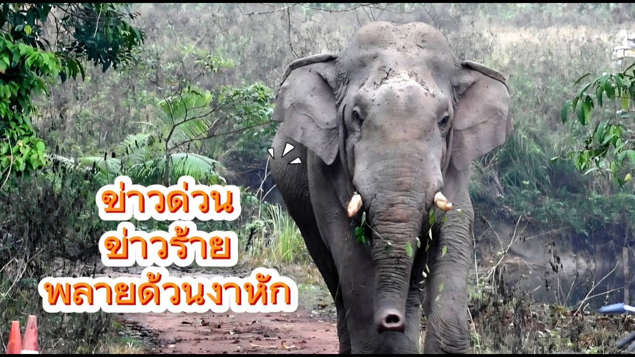 ข่าวด่วน !!! ข่าวร้าย พลายด้วนงาซ้ายหัก (ข่าวเศร้าจริงๆ)