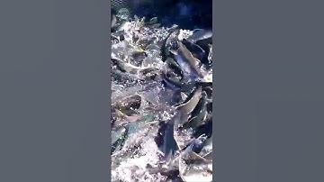 Cá Hồi Di Cư. #cahoi #cáhồi