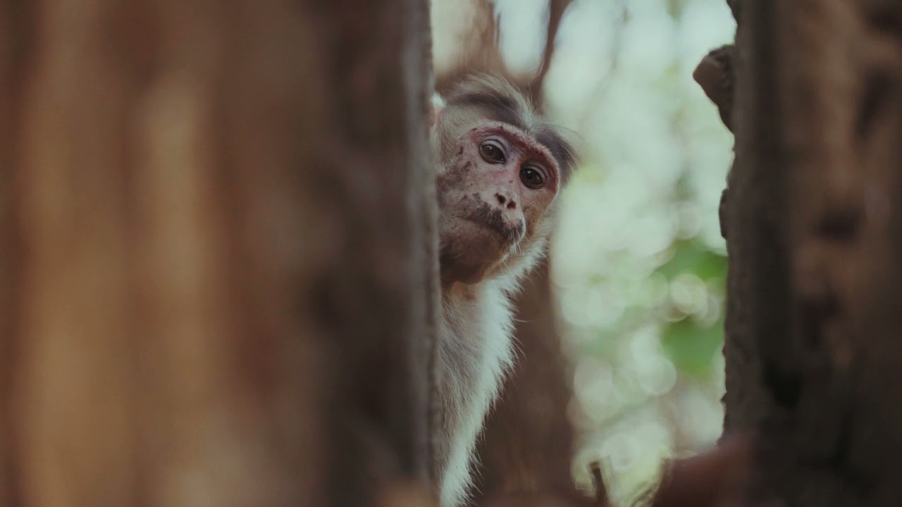 I want the light (official music video) Rob Fox