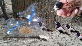Finch Birds Trapping Home Made Diy Birds Trapping Using Plastic Bottle Easy Way In Trap Make