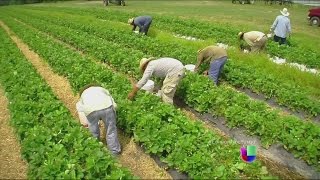 Manejo Eficiente de una Producción Agrícola - TvAgro por Juan Gonzalo Angel