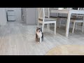 いっぱいごはん食べた後は褒めてもらわないと気が済まないもち。