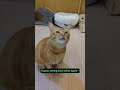 Surprised My Cat Singing With Me Cat Pets Singing