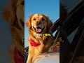 🐶 Golden Retriever Weekend Vibes | Pure Happiness #shorts #dogs