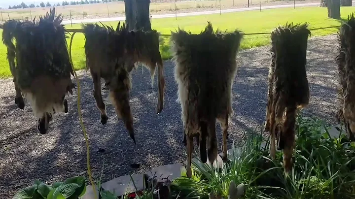Tanning Coyote Hide Part 2