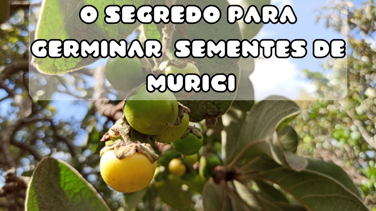 Como germinar sementes de Murici. O melhor método.