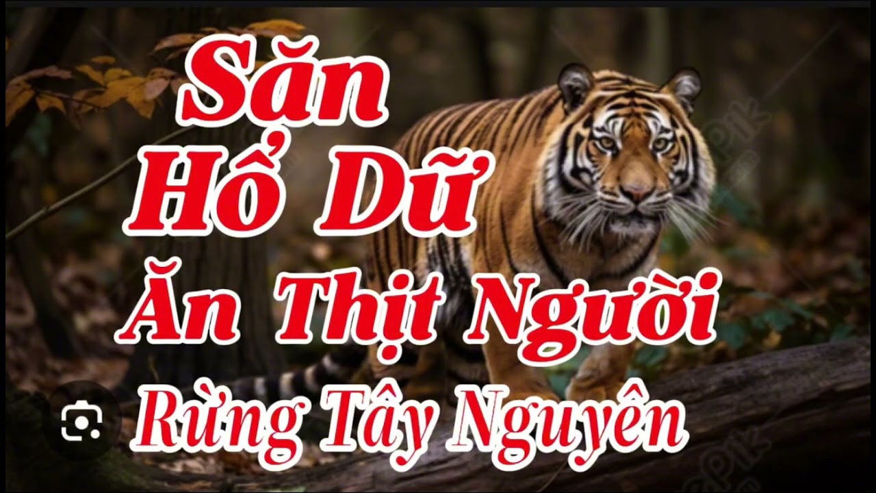 SĂN HỔ DỮ ĂN THỊT NGƯỜI RỪNG TÂY NGUYÊN  | Lê Anh diễn đọc 