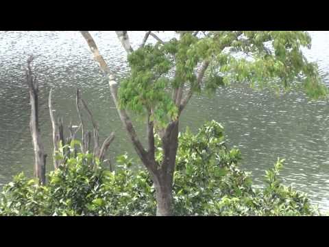 Sons da Natureza, Canto de pássaros, Relaxamento, Reflexão, Lagoa Rio Uatumã,