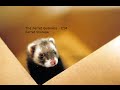 The Ferret Business - E 14 - Ferret Storage