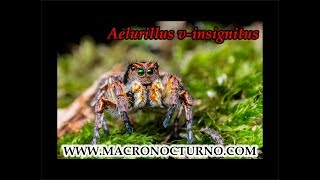 Aelurillus v insignitus MACRONOCTURNO