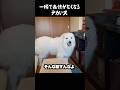そんな顔すんなよって言いたくなる愛犬の顔　#グレートピレニーズ #greatpyrenees #大型犬のいる生活 #ゴールデンレトリバー #大型犬 #癒し #犬のいる生活 #愛犬 #puppy