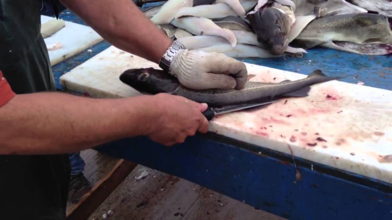 Cod filleting - YouTube