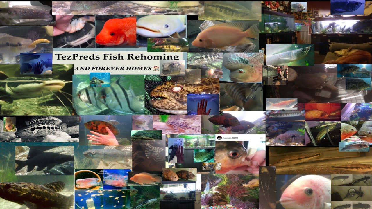 FINALLY GOT MY KILLER CATFISH GulperCatfish YouTube