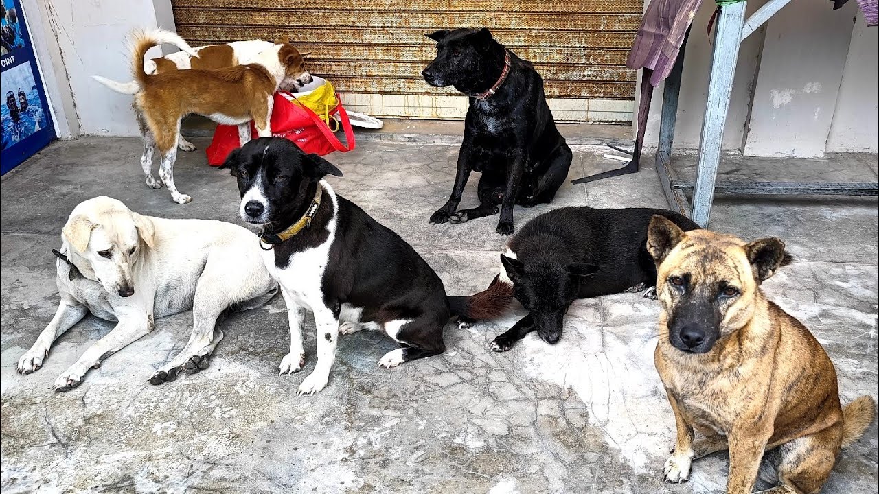 Ежедневная рутина кормления бездомных собак на пляже 82 | StreetDogsCH