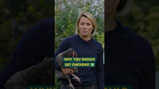 Why you should get chickens  #chickencoop #chickenkeeping #chickens #homesteading