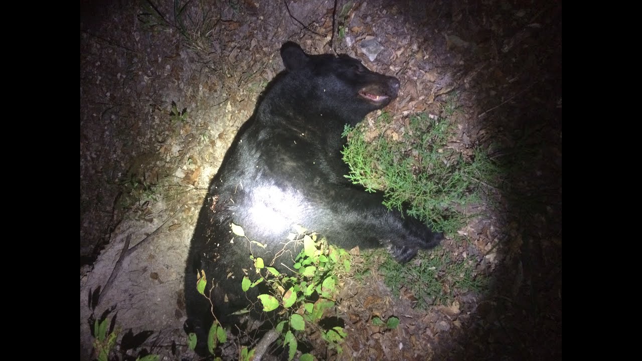 Arkansas Black Bear Bow Hunt YouTube arkansas-black-bear-bow-hunt-youtube