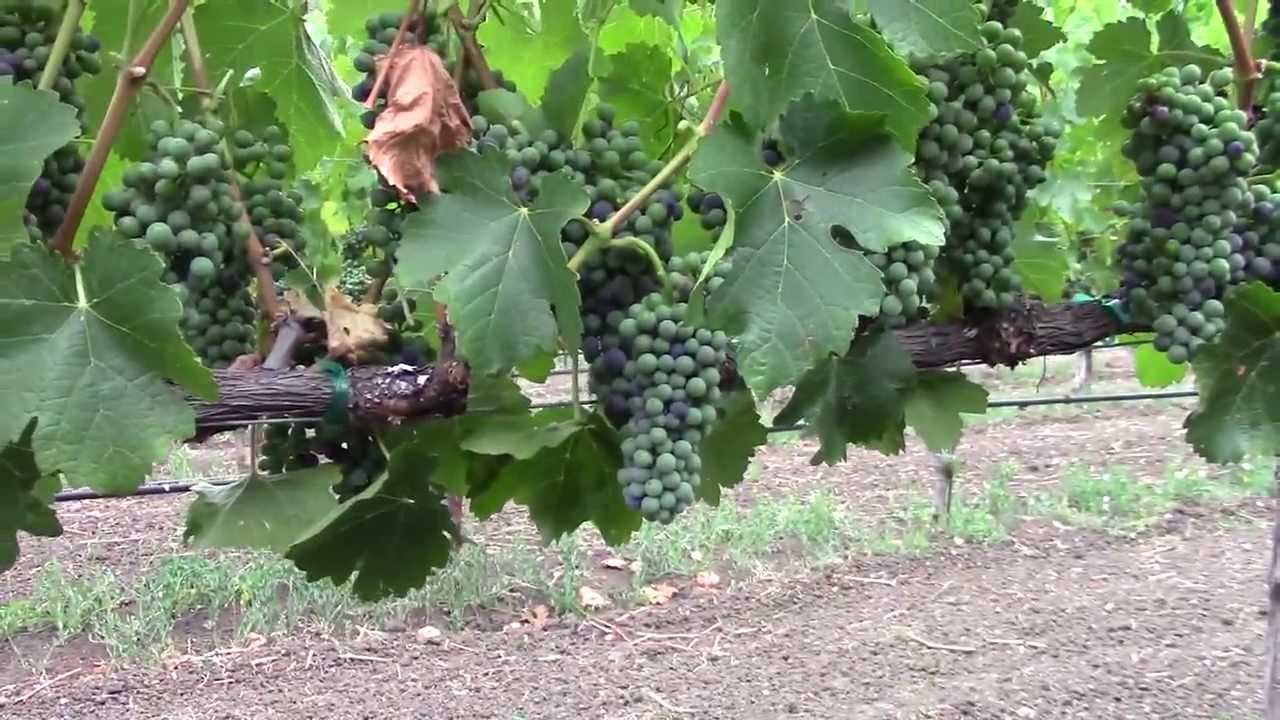 Grape thinning
