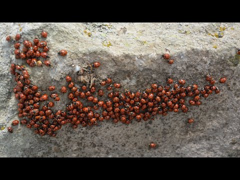 Ne çok uğur böceği bir yerde toplanmışlar (20.04.2020)