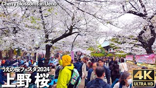 [4K]🇯🇵 上野公園 桜  ｢うえの桜フェスタ2024｣ 絶対行くべき人気観光地の上野 / Cherry blossoms in Ueno, Tokyo, Japan.