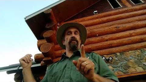 Bats in a Log Cabin