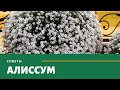 КАК  ЧЕРЕНКОВАТЬ и сохранить АЛИССУМ зимой, опыт и советы Елены Евгеньевны