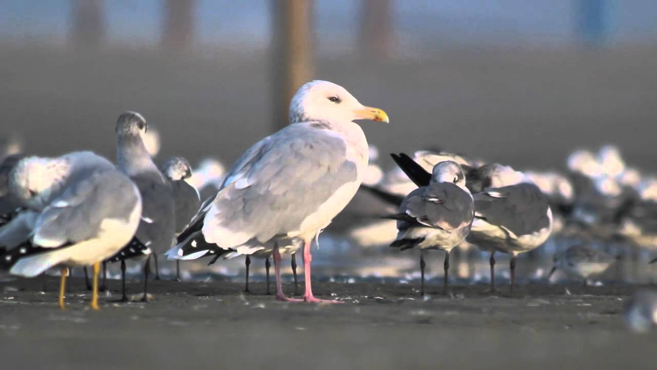 American Herring gull, adult winter, Galveston TX, Nov 2010