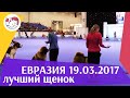 Best in show Лучший щенок 19 03 17 на Евразии ilikepet