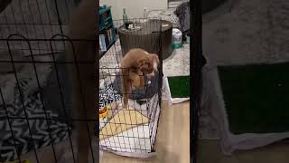 Dog Escapes From His Cage Cute Pets