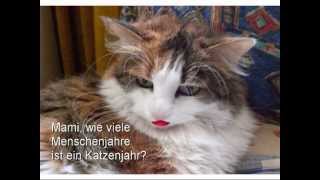 My Talking Cat Nikki 70 years old? (ist meine sprechende Katze 70?) screenshot 5