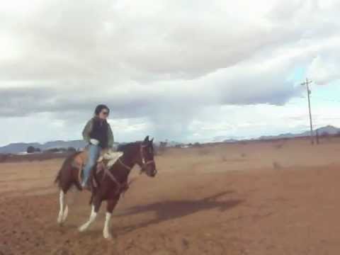 2008 APHA Color Me Smart, Peppy San Badger, Doc Bar & more - YouTube