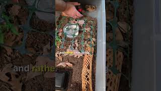 Celebrity These baby carpet pythons are already doing great with their target training... Wealth